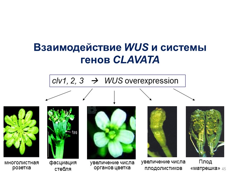 45 Взаимодействие WUS и системы генов CLAVATA увеличение числа органов цветка фасциация стебля увеличение
